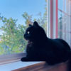 chichithecat